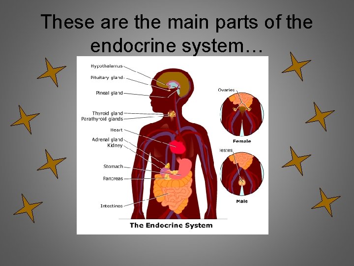 These are the main parts of the endocrine system… 