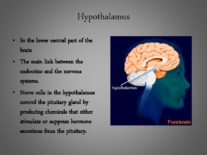 Hypothalamus • In the lower central part of the brain • The main link