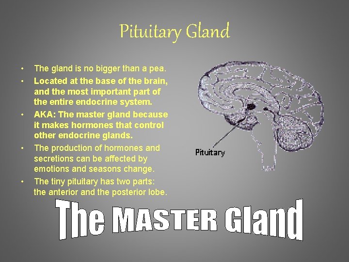 Pituitary Gland • • • The gland is no bigger than a pea. Located