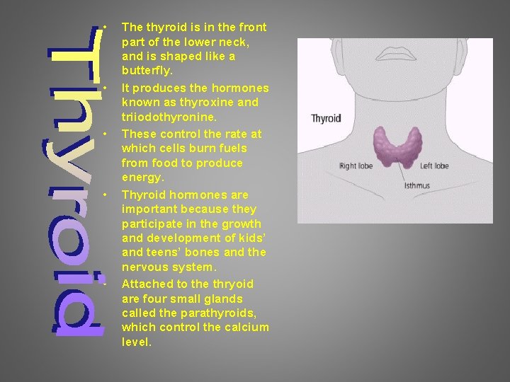  • • • The thyroid is in the front part of the lower