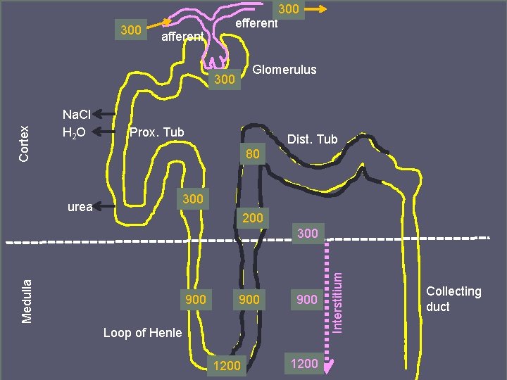 300 efferent afferent Glomerulus Cortex 300 Na. Cl H 2 O Prox. Tub Dist.