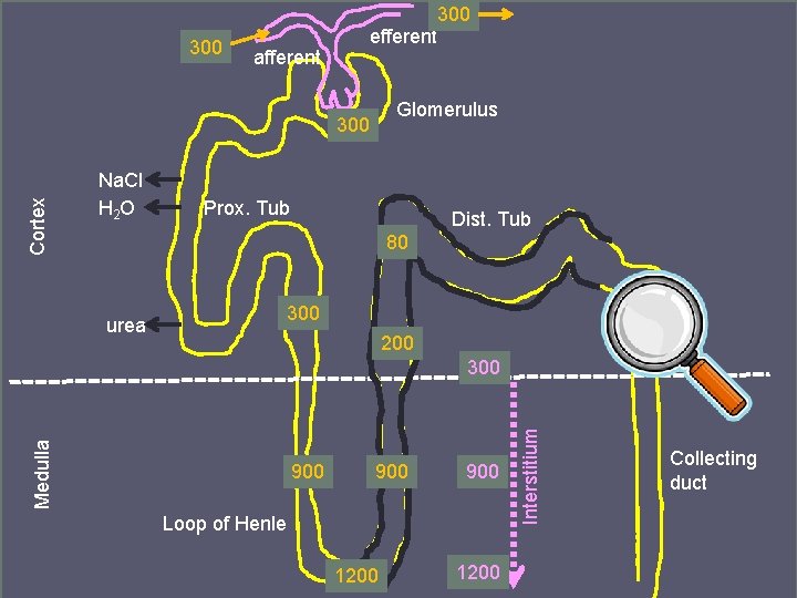 300 efferent afferent Glomerulus Cortex 300 Na. Cl H 2 O Prox. Tub Dist.