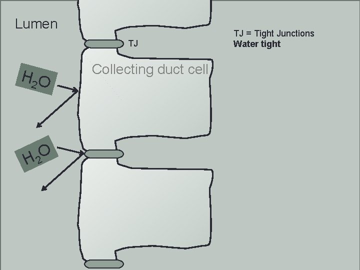 Lumen TJ H 2 O TJ = Tight Junctions Water tight Collecting duct cell