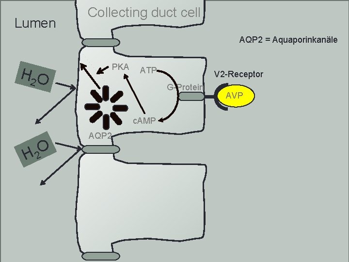 Lumen Collecting duct cell AQP 2 = Aquaporinkanäle H 2 O PKA ATP V