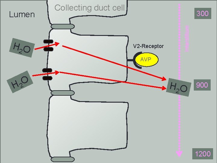 H 2 O 300 V 2 -Receptor Interstitium Lumen Collecting duct cell AVP O