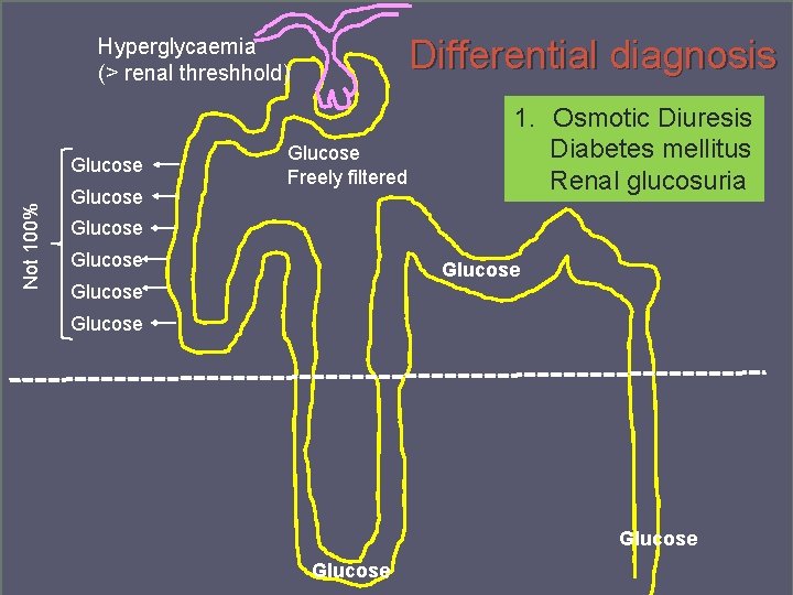 Differential diagnosis Hyperglycaemia (> renal threshhold) Not 100% Glucose Freely filtered 1. Osmotic Diuresis