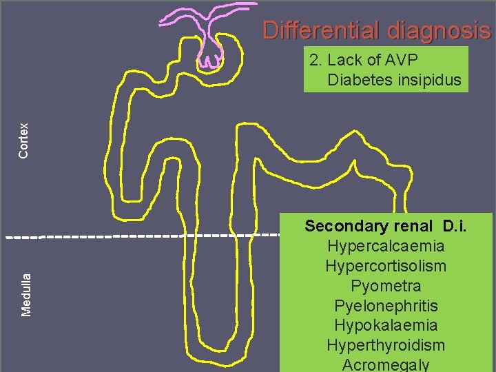 Differential diagnosis Medulla Cortex 2. Lack of AVP Diabetes insipidus Secondary renal D. i.