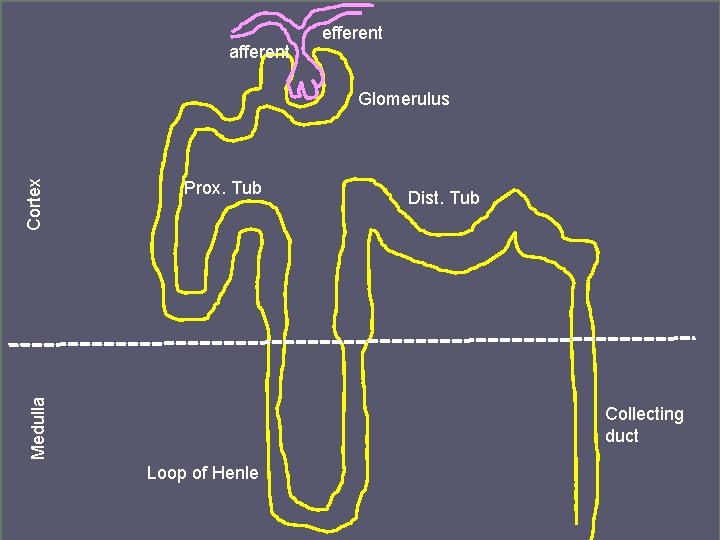 afferent efferent Prox. Tub Medulla Cortex Glomerulus Dist. Tub Collecting duct Loop of Henle