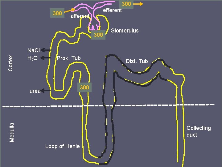 300 efferent afferent Cortex 300 Na. Cl H 2 O Dist. Tub 300 Medulla