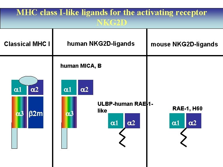 MHC class I-like ligands for the activating receptor NKG 2 D Classical MHC I