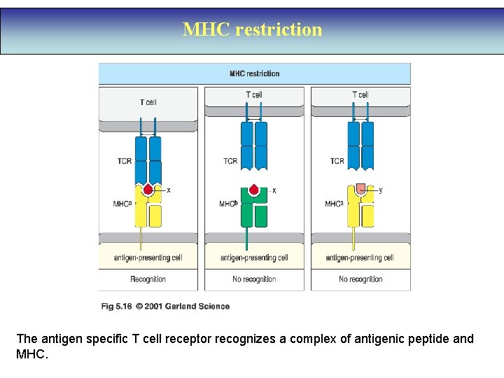 MHC restriction The antigen specific T cell receptor recognizes a complex of antigenic peptide