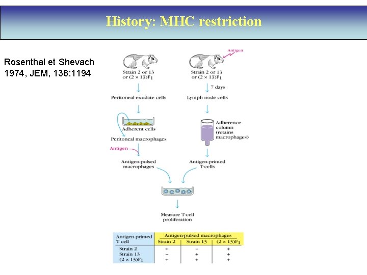 History: MHC restriction Rosenthal et Shevach 1974, JEM, 138: 1194 