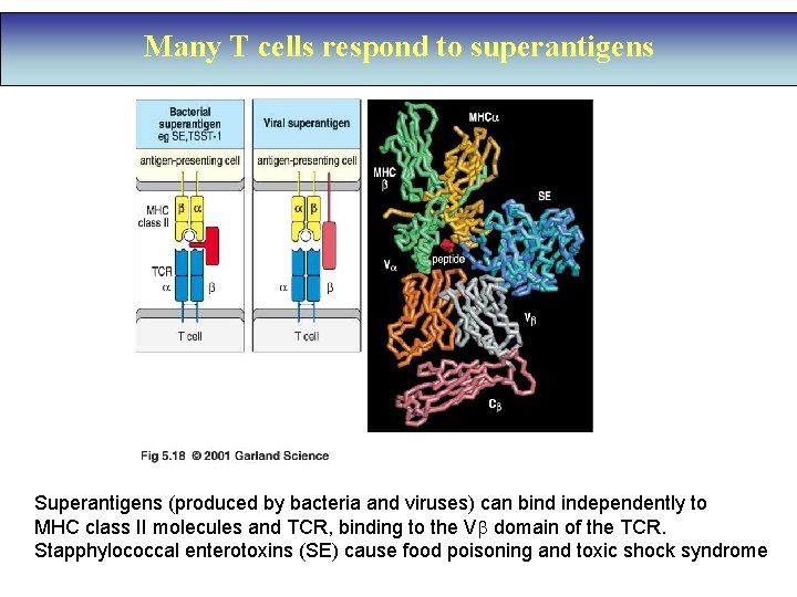 Many T cells respond to superantigens Superantigens (produced by bacteria and viruses) can bind