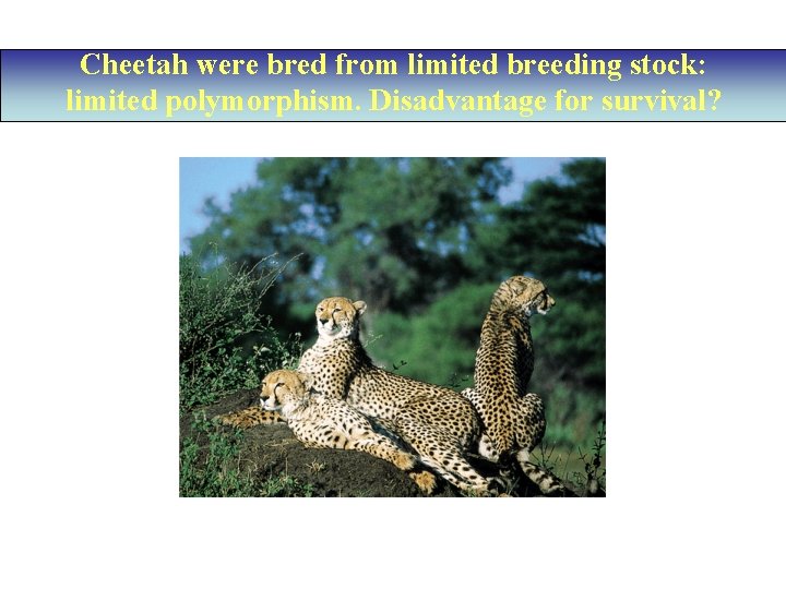 Cheetah were bred from limited breeding stock: limited polymorphism. Disadvantage for survival? 