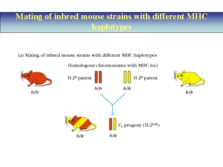 Mating of inbred mouse strains with different MHC haplotypes 