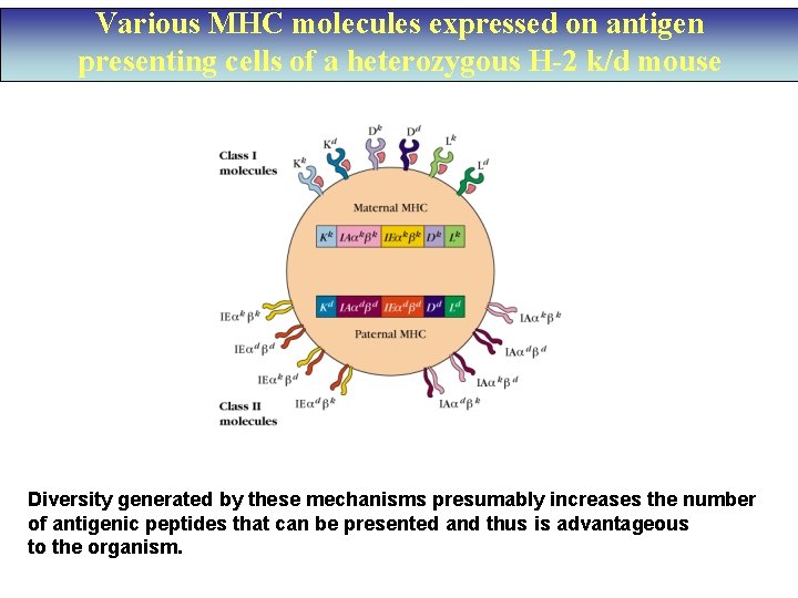 Various MHC molecules expressed on antigen presenting cells of a heterozygous H-2 k/d mouse