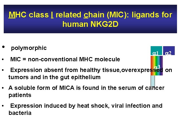 MHC class I related chain (MIC): ligands for human NKG 2 D • polymorphic