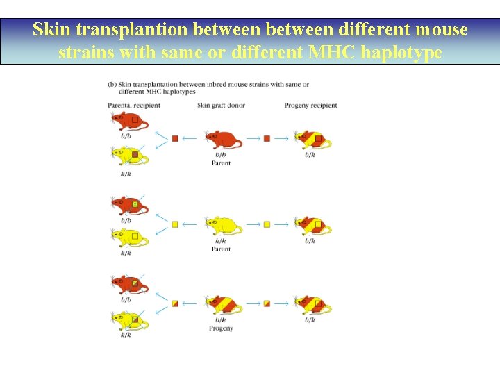 Skin transplantion between different mouse strains with same or different MHC haplotype 