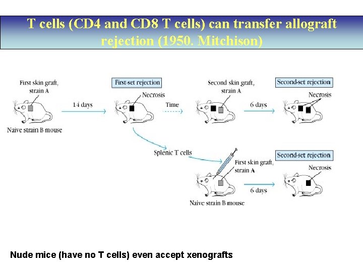 T cells (CD 4 and CD 8 T cells) can transfer allograft rejection (1950.