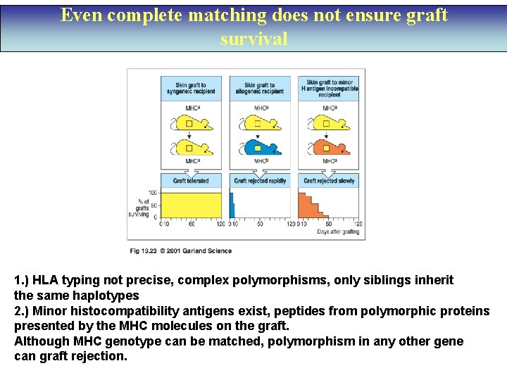Even complete matching does not ensure graft survival 1. ) HLA typing not precise,