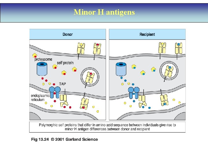 Minor H antigens 