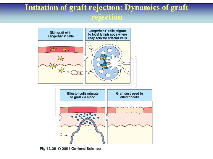 Initiation of graft rejection: Dynamics of graft rejection 