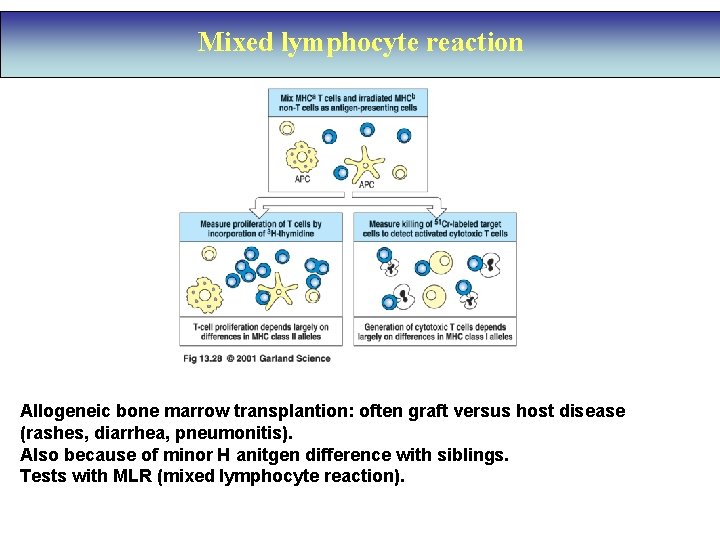 Mixed lymphocyte reaction Allogeneic bone marrow transplantion: often graft versus host disease (rashes, diarrhea,