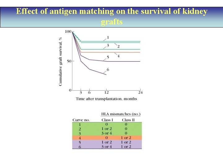 Effect of antigen matching on the survival of kidney grafts 