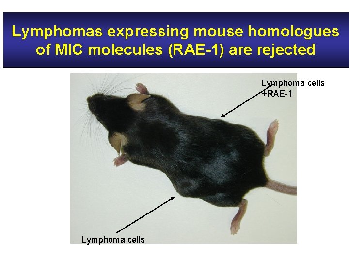 Lymphomas expressing mouse homologues of MIC molecules (RAE-1) are rejected Lymphoma cells +RAE-1 Lymphoma