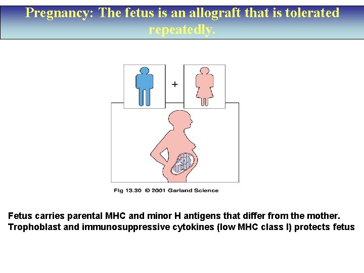 Pregnancy: The fetus is an allograft that is tolerated repeatedly. Fetus carries parental MHC