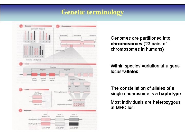 Genetic terminology Genomes are partitioned into chromosomes (23 pairs of chromosomes in humans) Within