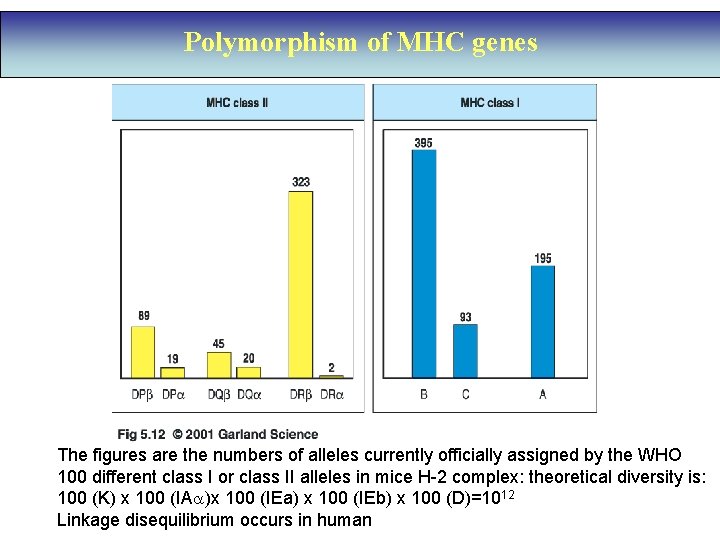 Polymorphism of MHC genes The figures are the numbers of alleles currently officially assigned