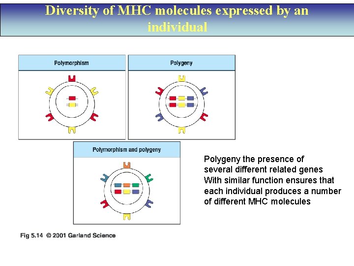 Diversity of MHC molecules expressed by an individual Polygeny the presence of several different