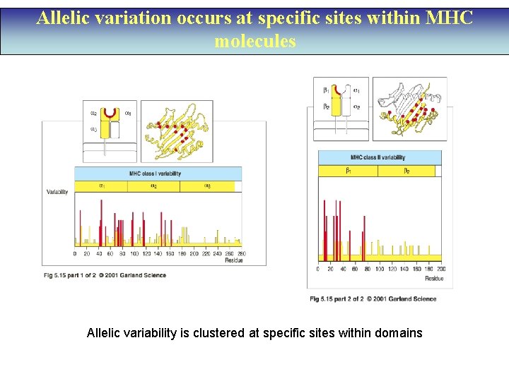 Allelic variation occurs at specific sites within MHC molecules Allelic variability is clustered at