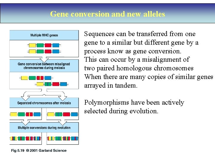 Gene conversion and new alleles Sequences can be transferred from one gene to a