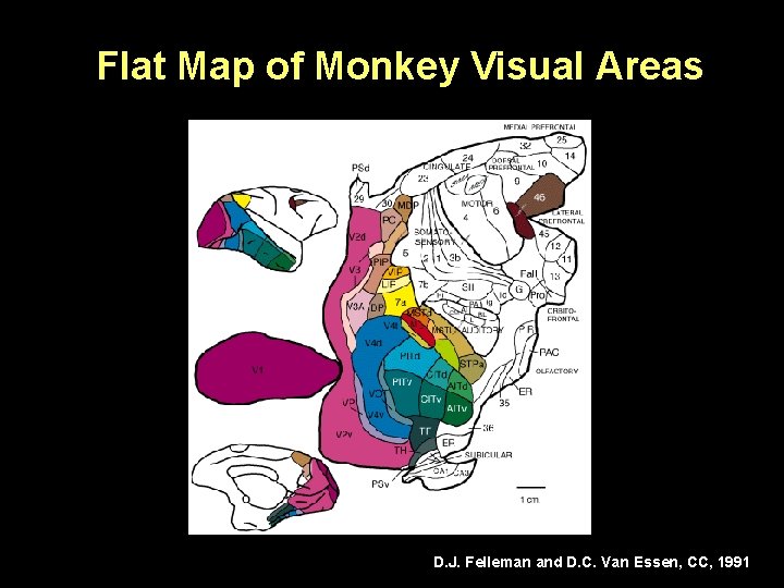 Flat Map of Monkey Visual Areas D. J. Felleman and D. C. Van Essen,