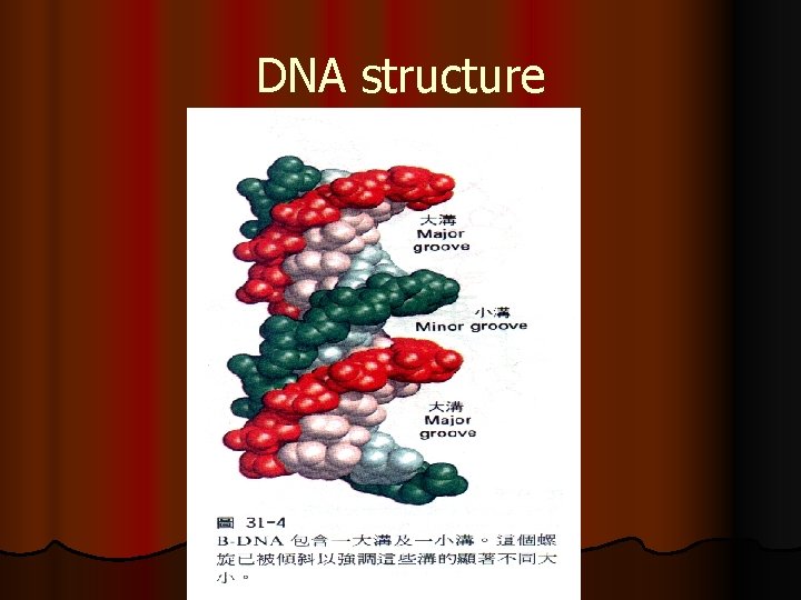 DNA structure 