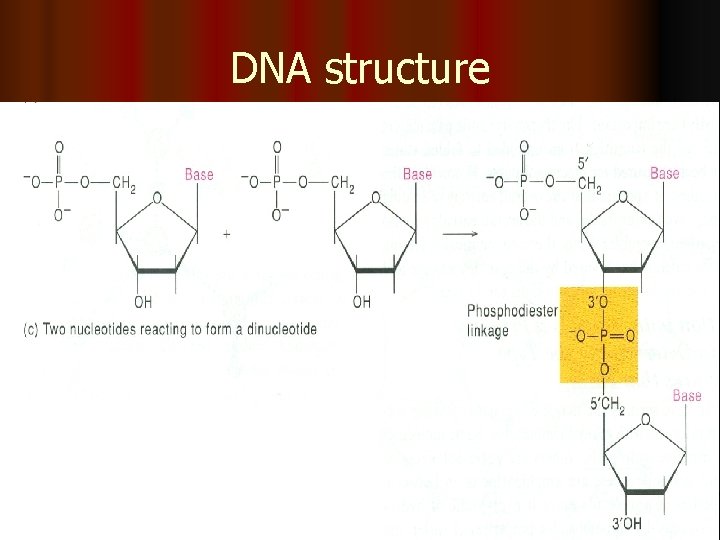 DNA structure 