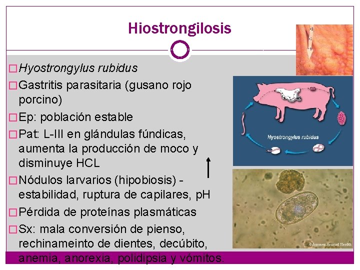 Hiostrongilosis � Hyostrongylus rubidus � Gastritis parasitaria (gusano rojo porcino) � Ep: población estable