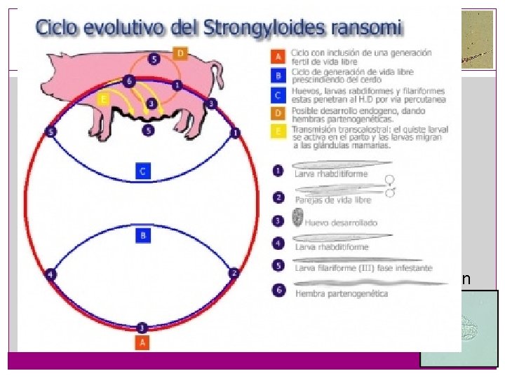 Estrongiloidosis � Strongyloides ransomi � Ep: homogónico, � Pat: Rx inmunitarias urticariformes con inmovilización