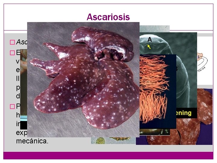 Ascariosis � Ascaris suum � Ep: las larvas viajan vía hemolinfática hacia el hígado,