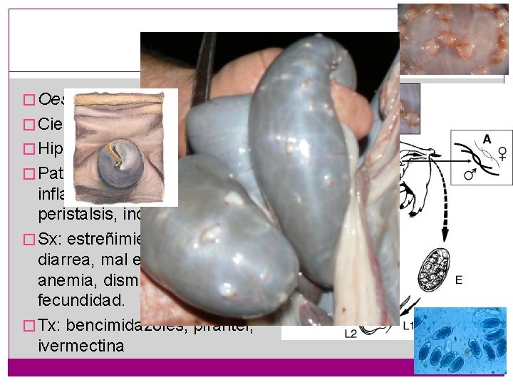 Esofagostomosis � Oesophagostomum dentatum � Ciego y colon � Hipobiosis � Pat: hemorragias y