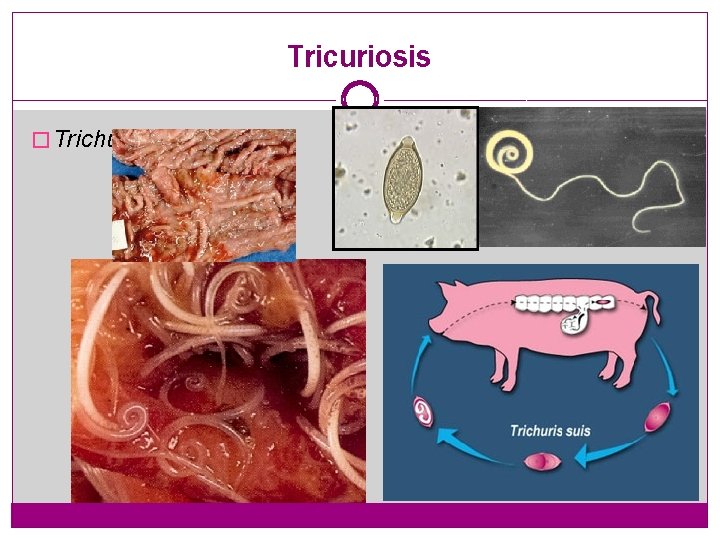 Tricuriosis � Trichurs suis 