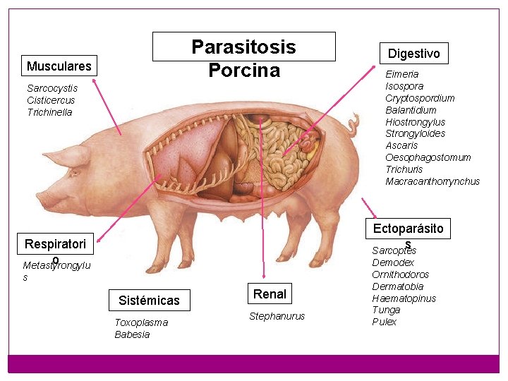 Parasitosis Porcina Musculares Sarcocystis Cisticercus Trichinella Digestivo Eimeria Isospora Cryptospordium Balantidium Hiostrongylus Strongyloides Ascaris