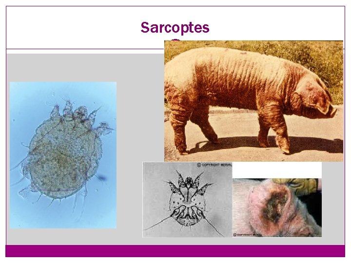 Sarcoptes 