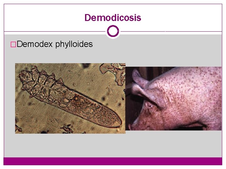 Demodicosis �Demodex phylloides 