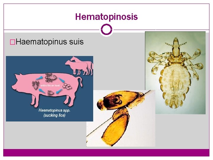 Hematopinosis �Haematopinus suis 