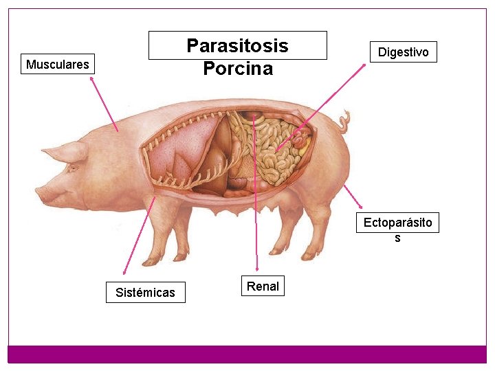 Parasitosis Porcina Musculares Digestivo Ectoparásito s Sistémicas Renal 