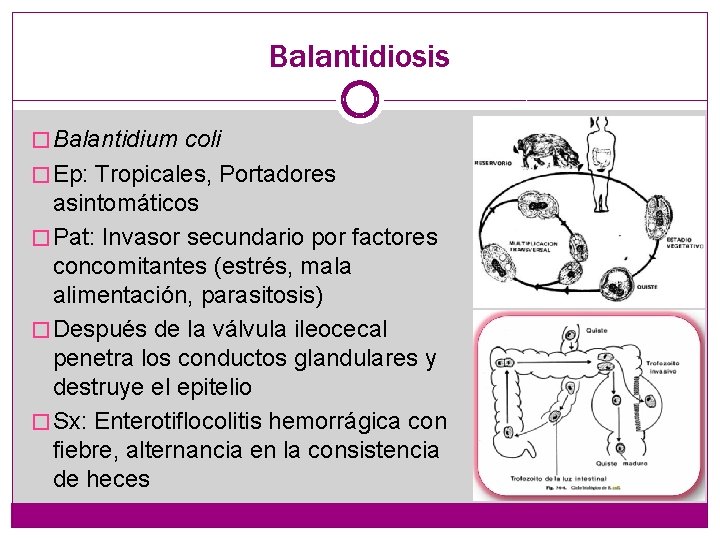 Balantidiosis � Balantidium coli � Ep: Tropicales, Portadores asintomáticos � Pat: Invasor secundario por