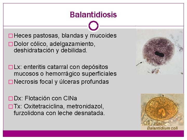 Balantidiosis � Heces pastosas, blandas y mucoides � Dolor cólico, adelgazamiento, deshidratación y debilidad.